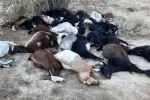 یک چوپان و ۱۰۰ راس گوسفند بر اثر خفگی جان باختند
