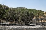 امسال، ۳۵۰ هکتار از جنگل های گچساران در آتش سوخت