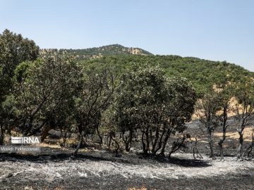 امسال، ۳۵۰ هکتار از جنگل های گچساران در آتش سوخت